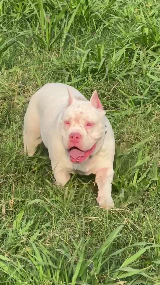 American Bully Pocket Size Puppy, farm video