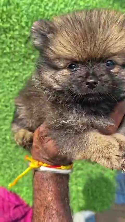 Pomeranian Puppy, farm video