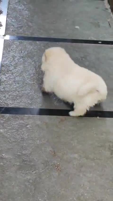 Chow Chow Puppies, farm video