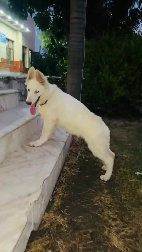 German Shepherd Puppy, farm video