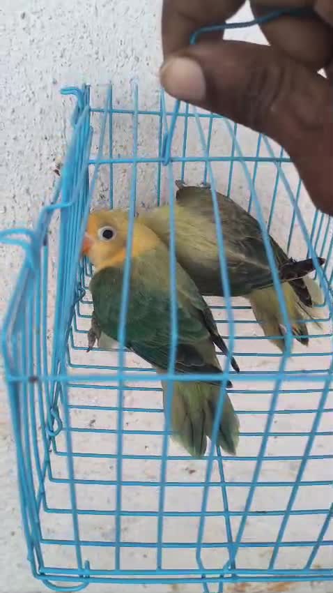 African Love Birds | Yellow & Orange, farm video
