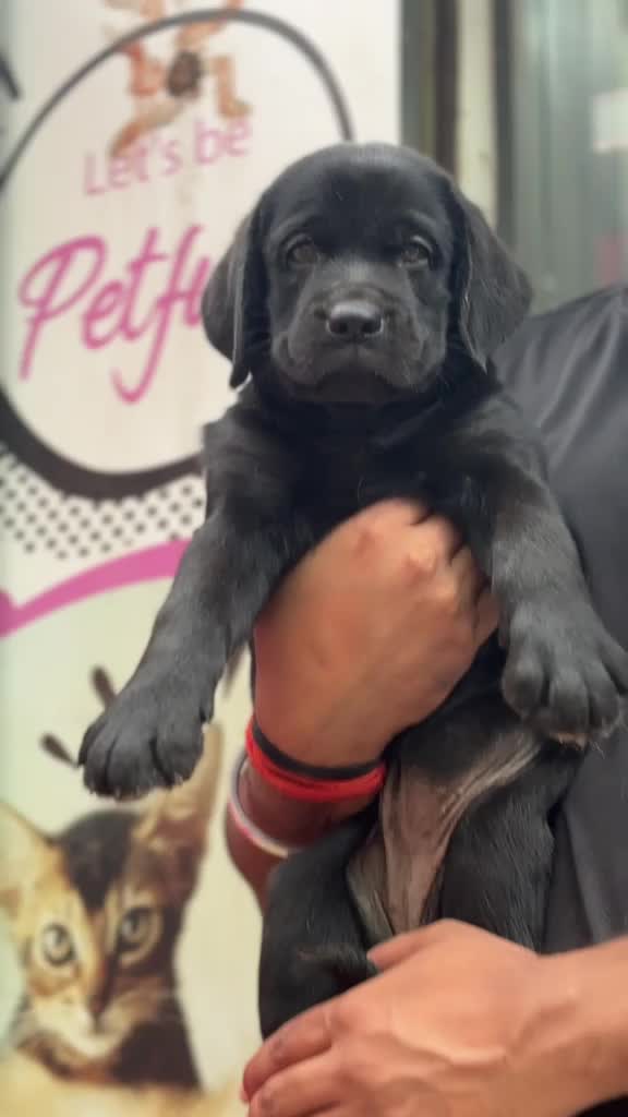 Beagle Black & Tan Puppy, farm video