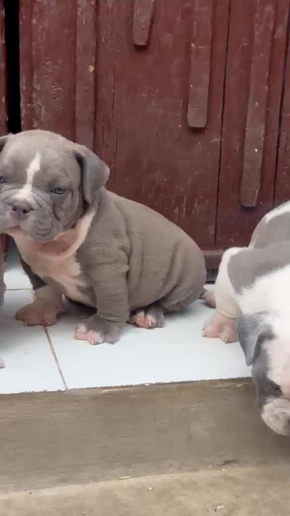 American Bully Pocket Size Puppy, farm video