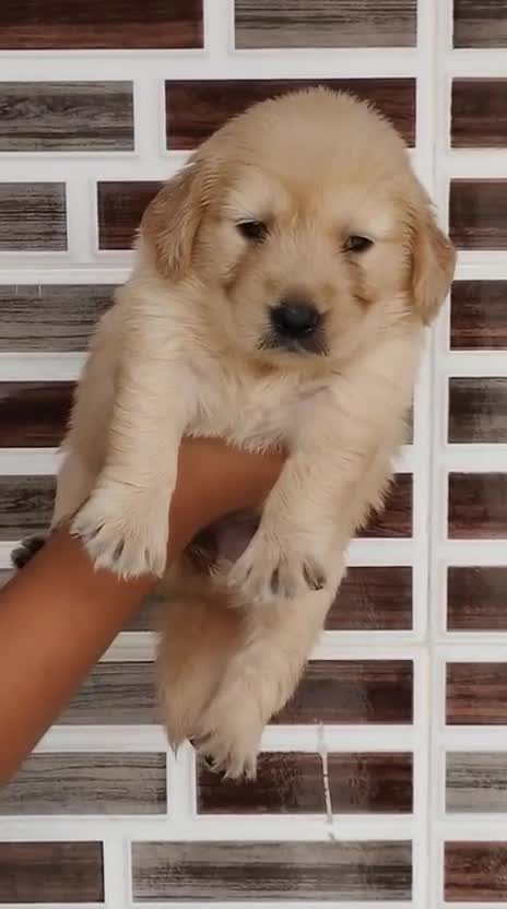 Golden Retriever, farm video