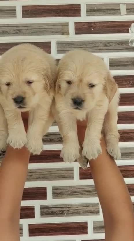 Golden Retriever, farm video