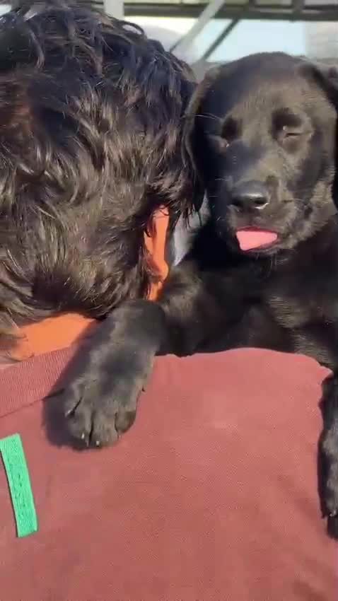 Beagle Black & Tan Puppy, farm video