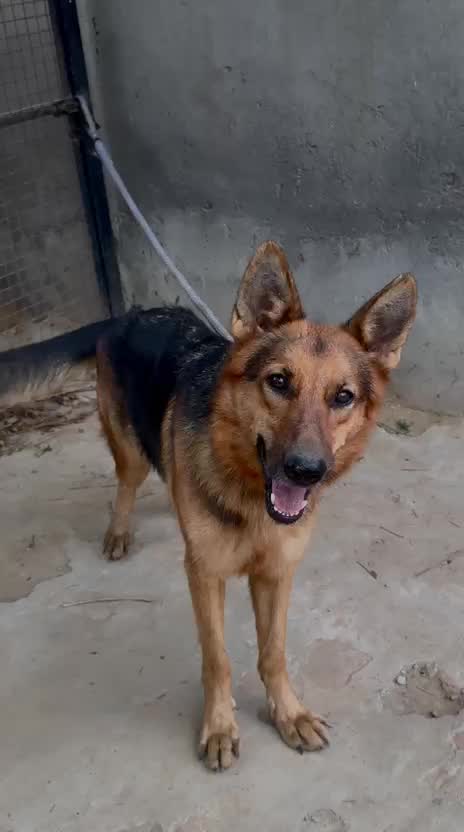 German Shepherd Puppy, farm video
