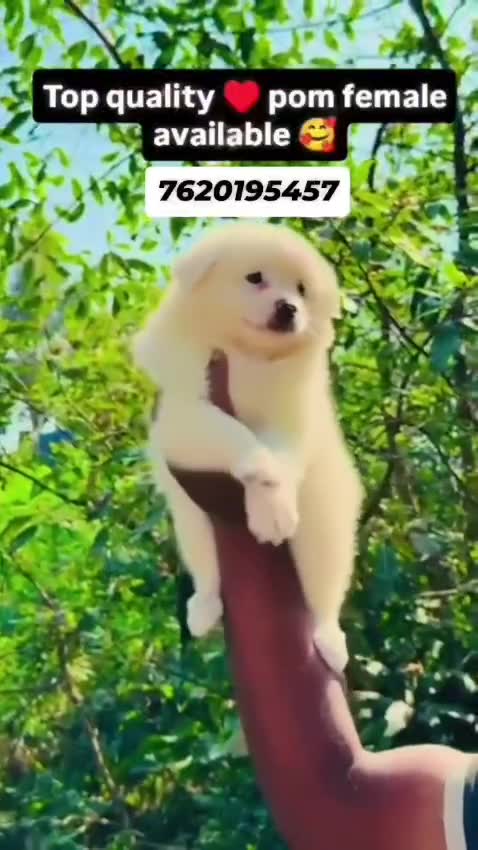 Culture Pom Puppy | White Color, farm video