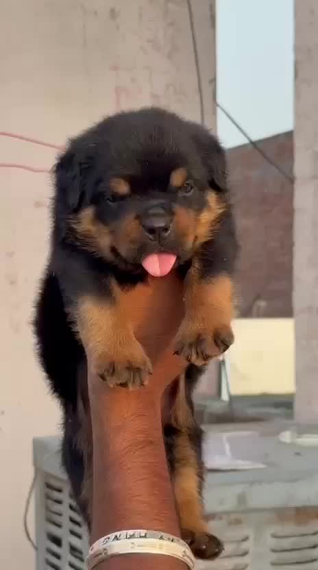 Rottweiler Puppy, farm video