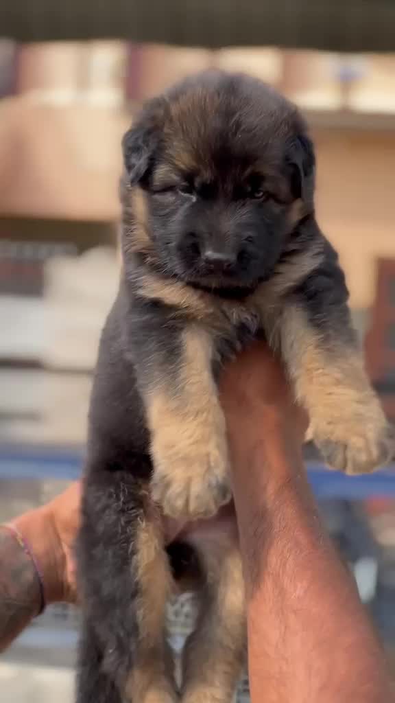 German Shepherd Puppy, farm video