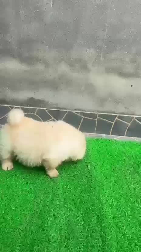 Chow Chow Puppies, farm video