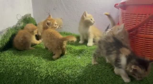 Persian, farm video
