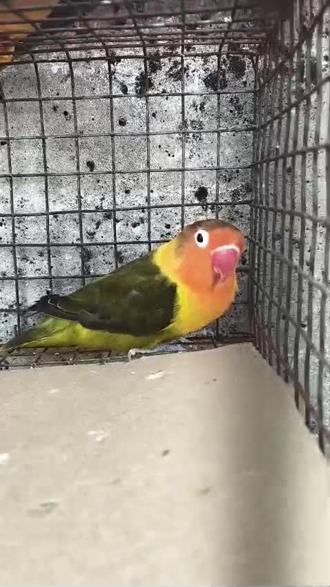 African Love Birds, farm video