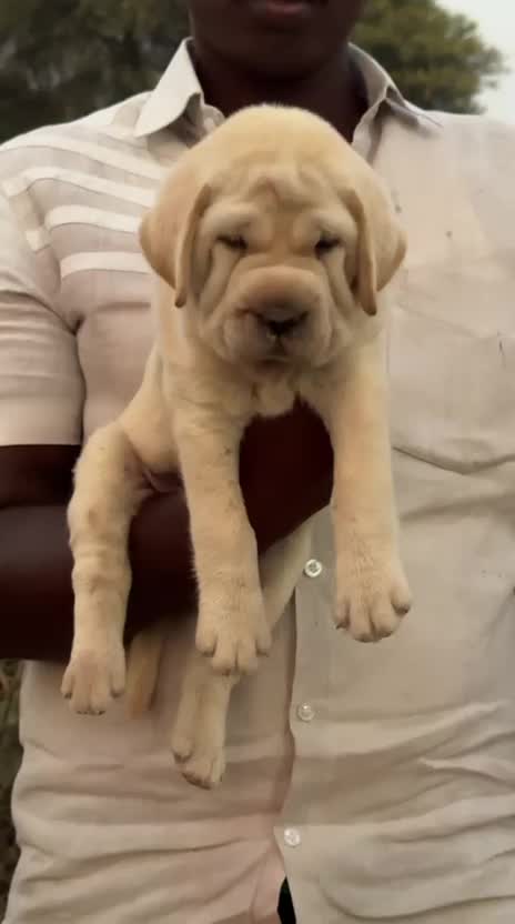 Beagle Black & Tan Puppy, farm video
