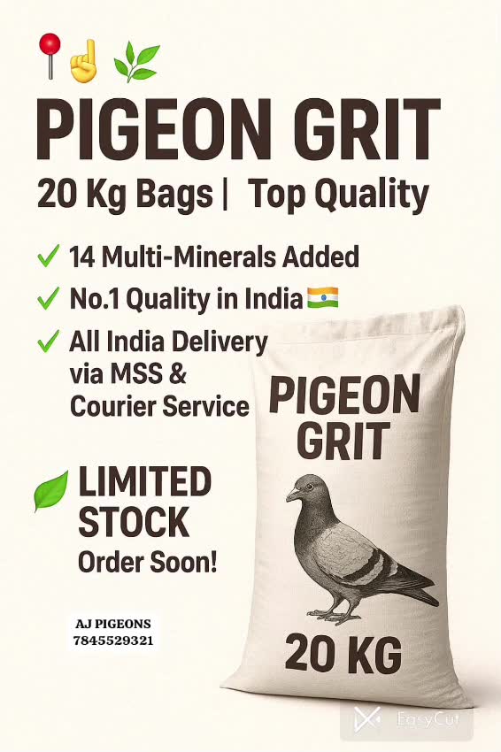 Frillback Pigeon, farm video