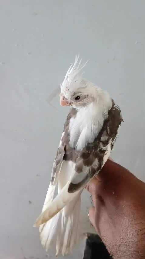 Cockatiel, farm video