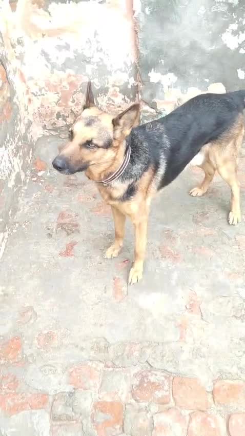German Shepherd Puppy, farm video