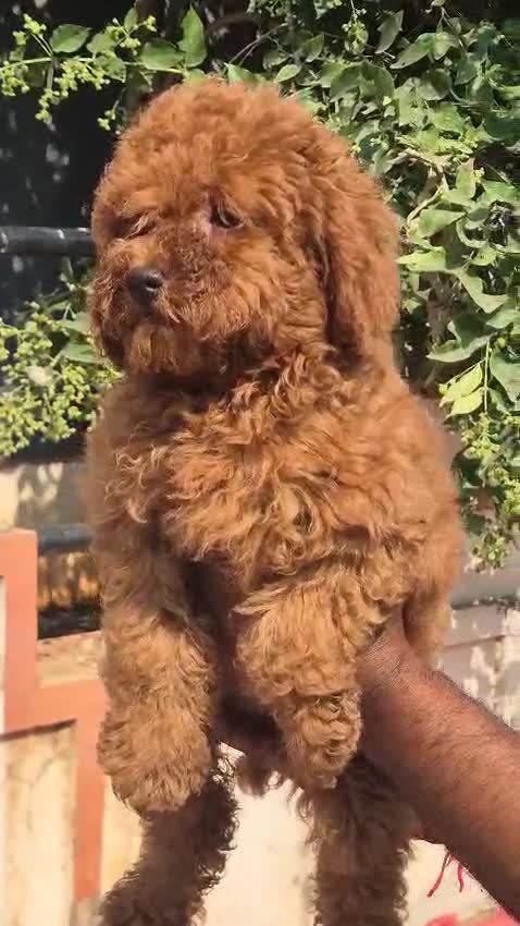 Toy Poodle Puppy, farm video