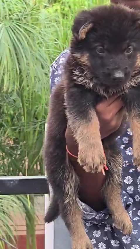 German Shepherd Puppy, farm video