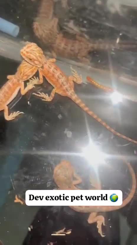 Bearded Dragon, farm video
