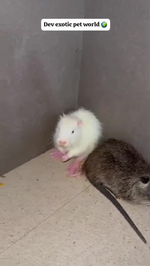 Coypu Rat, farm video