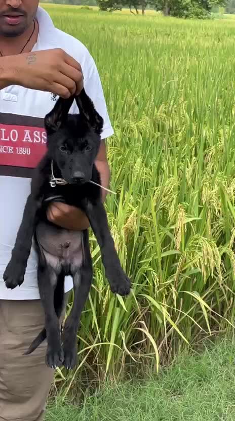 German Shepherd Puppy, farm video