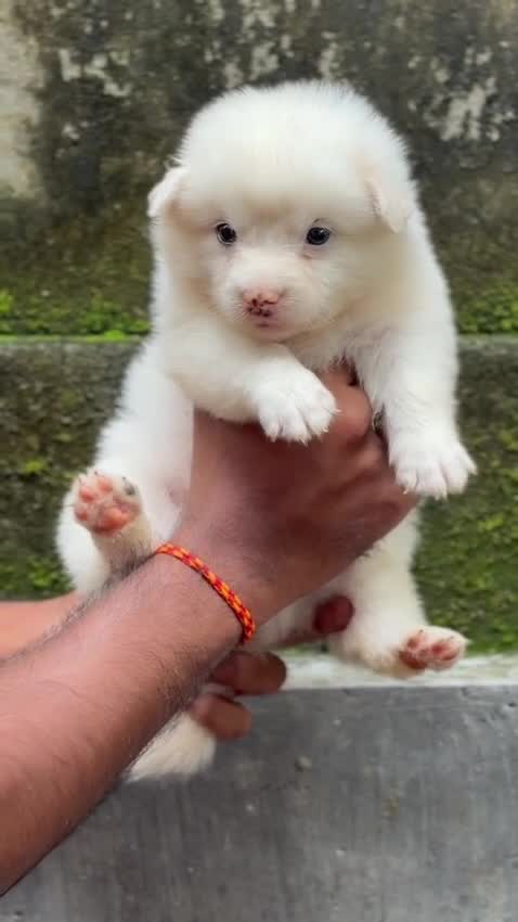 Pomeranian Puppy, farm video
