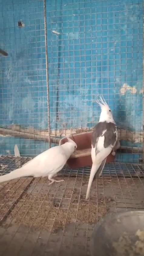 Cockatiel, farm video