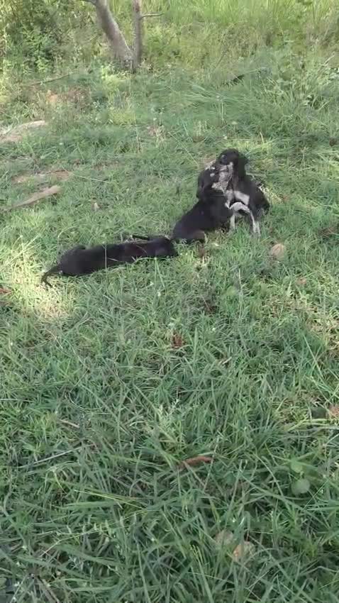 Kanni, farm video