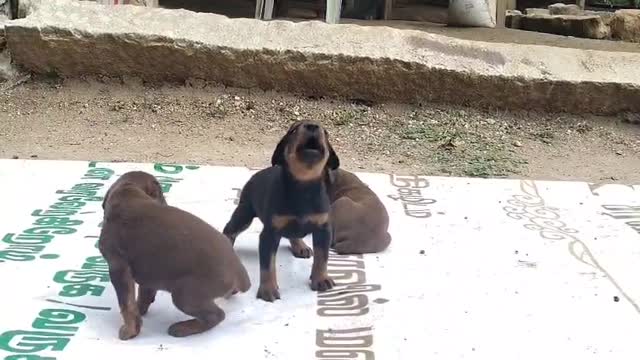Doberman Pinscher Puppy, farm video
