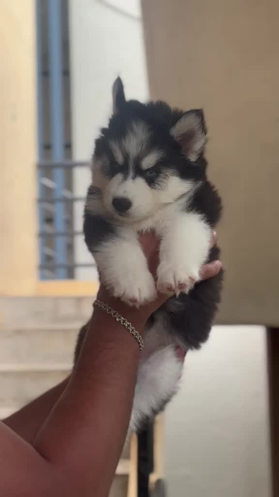 Siberian Husky Puppy | Black & White Color, farm video