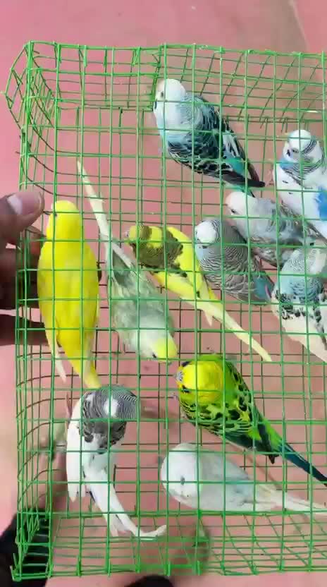 Budgies | Fallow, farm video