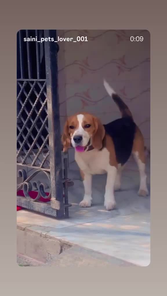 Beagle Black & Tan Puppy, farm video