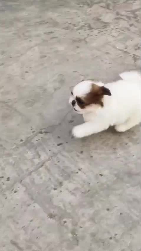 Shih Tzu | Black Color, farm video
