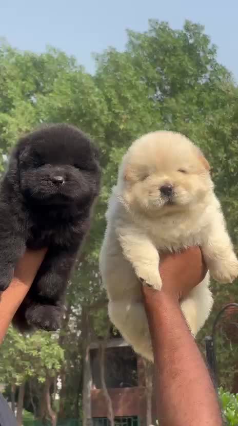 Chow Chow Puppy | Fawn Color, farm video