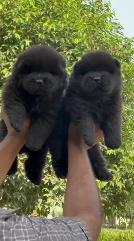 Chow Chow Puppy | Fawn Color, farm video