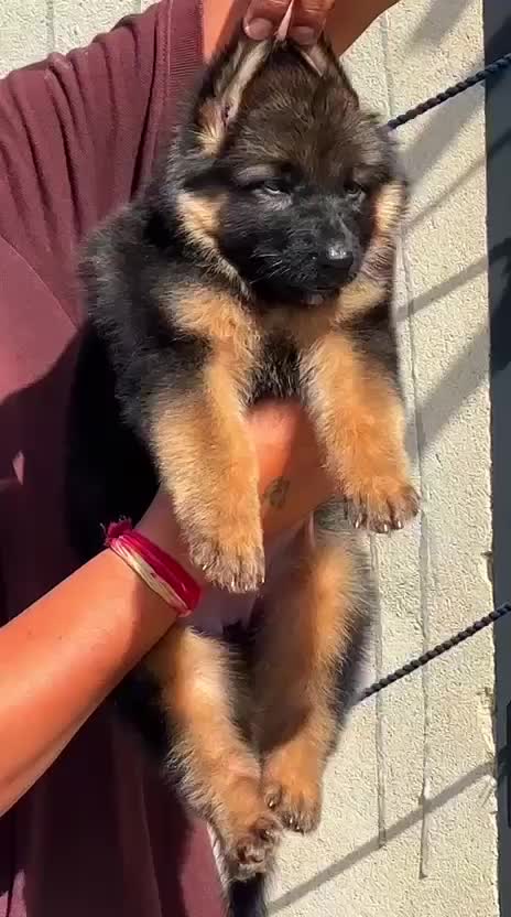 German Shepherd Puppy, farm video