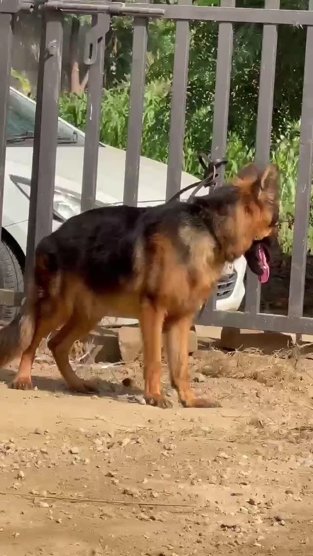 German Shepherd Puppy, farm video