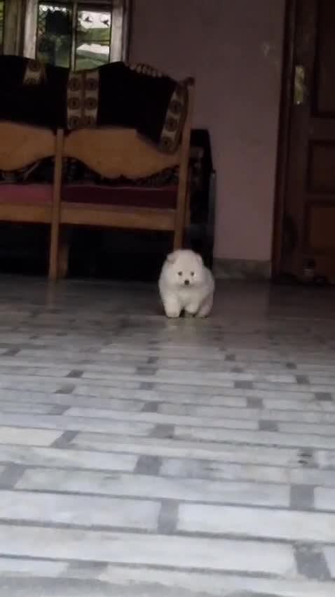 Orignal Toy Pom Puppy | Teacup Pom, farm video