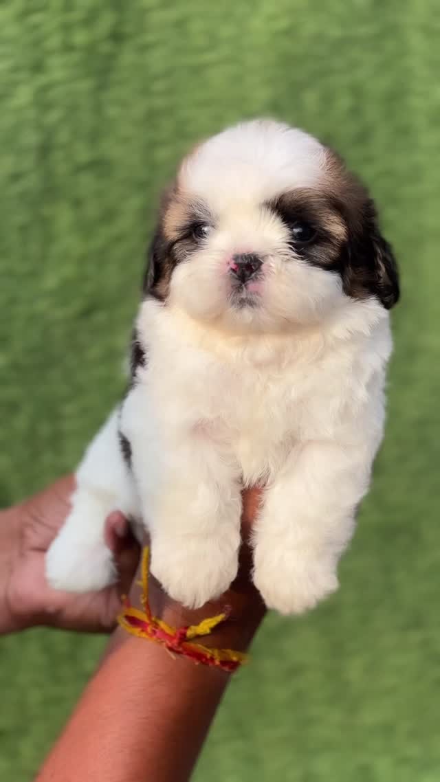 Shih Tzu | Black Color, farm video