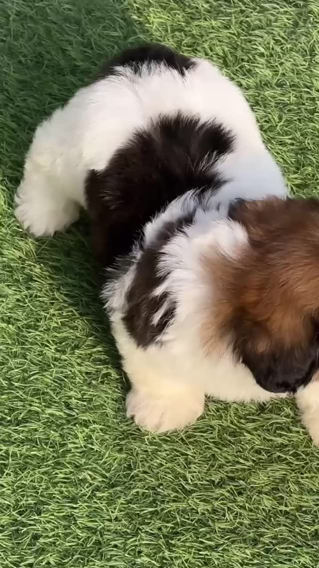 Shih Tzu | Black Color, farm video