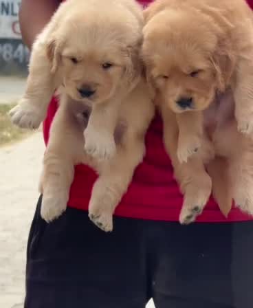 Golden Retriever, farm video