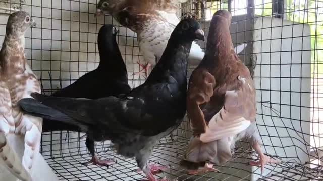Frillback Pigeon, farm video