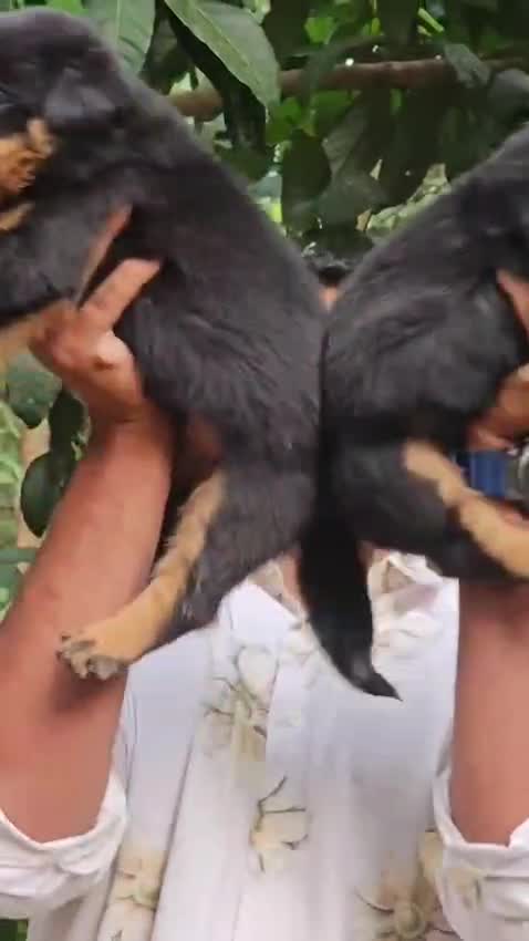 Rottweiler Puppy, farm video