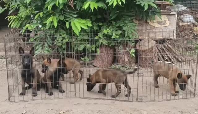 Belgian Malinois Puppy, farm video
