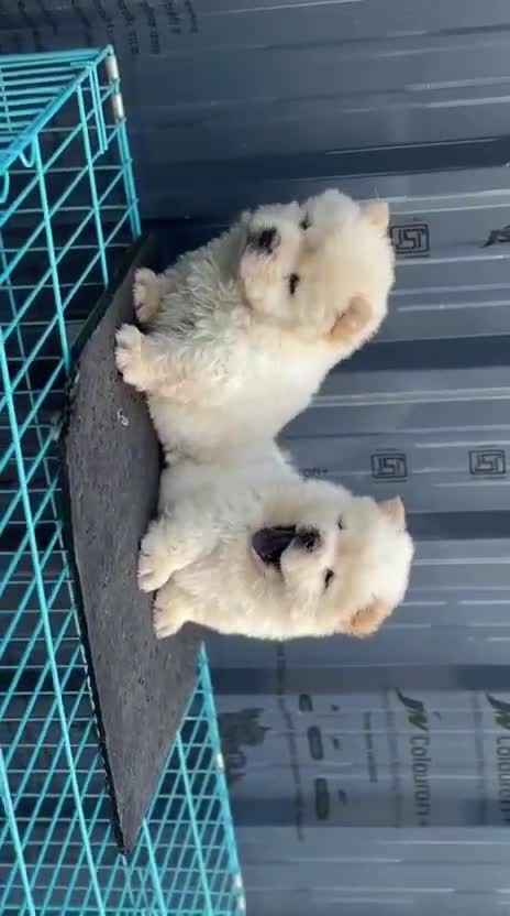 Chow Chow Puppies, farm video