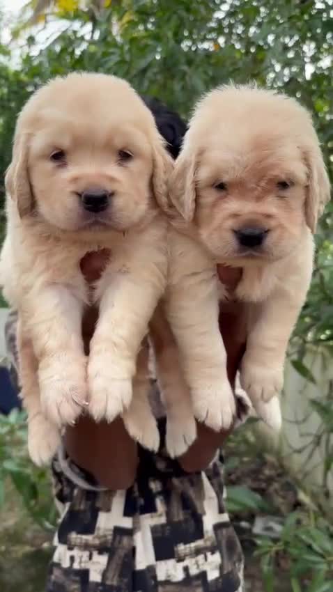 Golden Retriever, farm video
