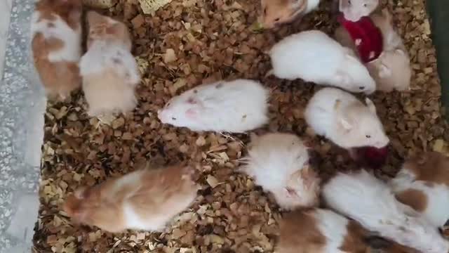Dwarf Hamster Babies | Adults, farm video