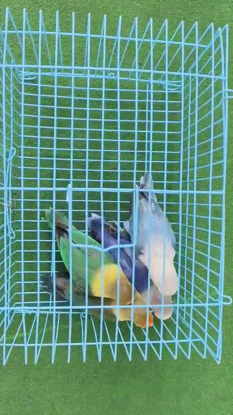 African Love Birds | Yellow & Orange, farm video