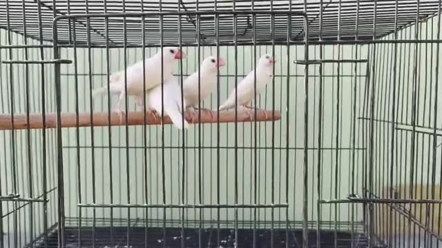 Java Sparrow, farm video
